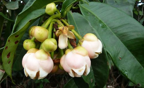 Allanblackia parviflora (Vegetable tallow tree) — photo