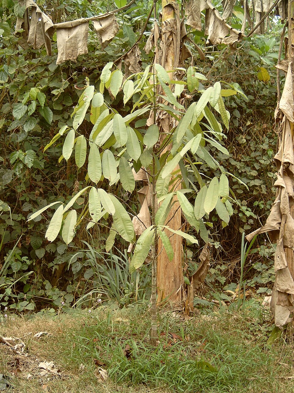 Allanblackia parviflora (Vegetable tallow tree) — photo