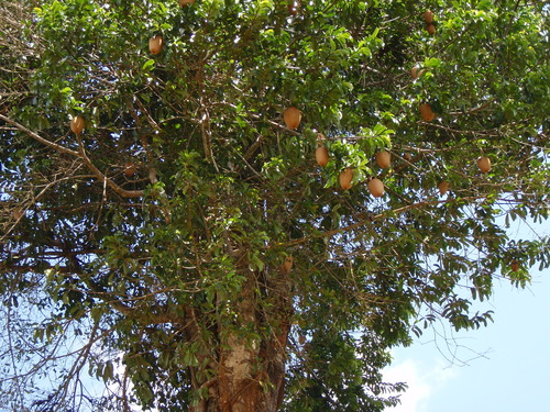 Allanblackia stuhlmannii (Mkani) — photo