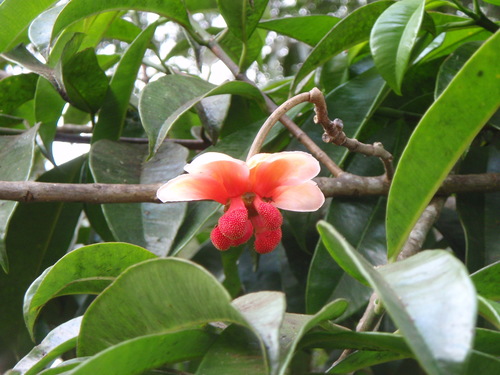 Allanblackia stuhlmannii