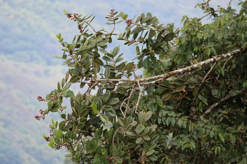 Allanblackia ulugurensis