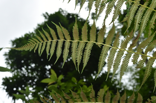 Allantodia aspera (Rang Songquan) — photo