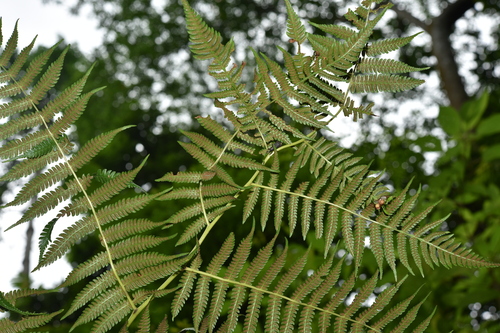 Allantodia aspera