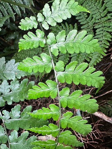 Allantodia squamigera — photo