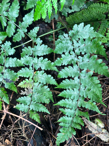 Allantodia squamigera — photo