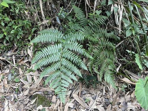 Allantodia viridissima — photo