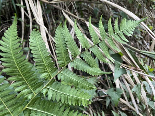 Allantodia viridissima — photo