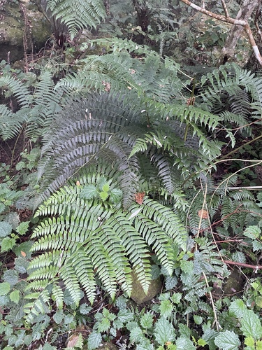 Allantodia viridissima