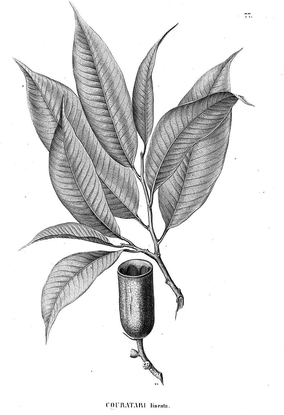 Allantoma lineata (Skittle Nut) — photo