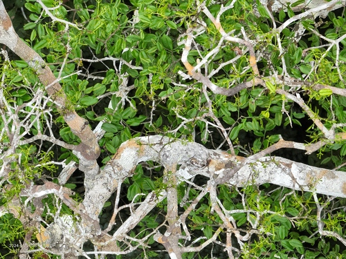 Allantoma lineata