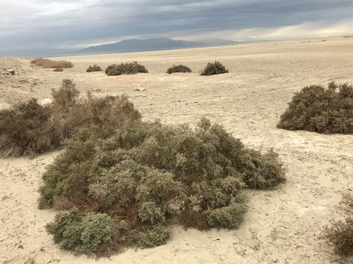Allenrolfea occidentalis (Iodine bush) — photo