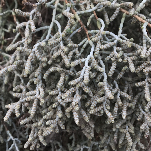 Allenrolfea occidentalis (Iodine bush) — photo