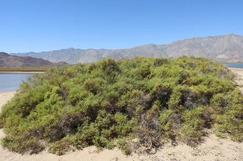 Allenrolfea occidentalis