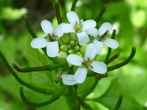 Alliaria petiolata (Hedge Garlic) — photo