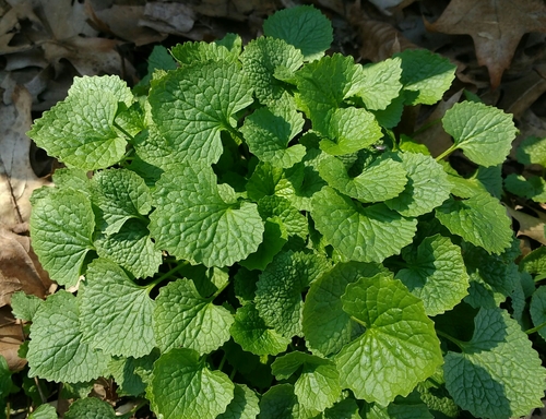 Alliaria petiolata (Hedge Garlic) — photo