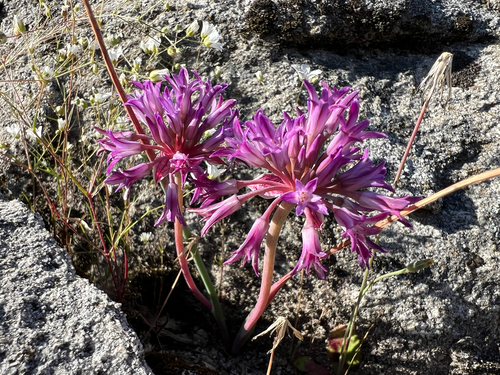 Allium abramsii (Abrams' onion) — photo