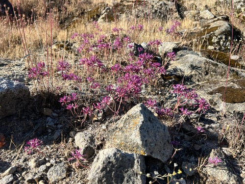 Allium abramsii (Abrams' onion) — photo