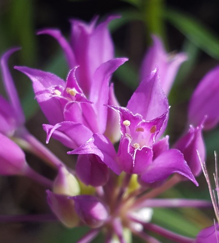 Allium acuminatum (Hooker’s onion) — photo