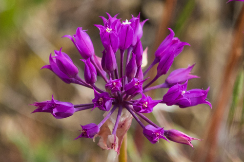 Allium acuminatum (Hooker’s onion) — photo