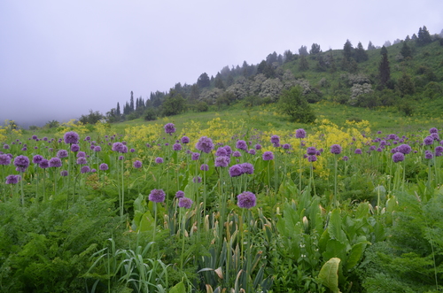Allium aflatunense (Purple sensation) — photo