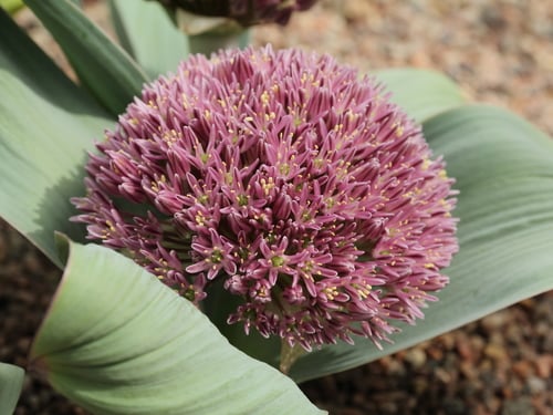 Allium akaka (Akaka) — photo