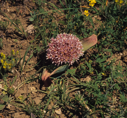 Allium akaka (Akaka) — photo