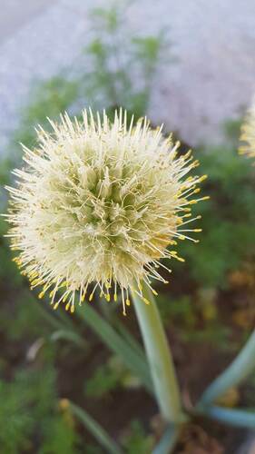 Allium altaicum (Altai onion) — photo