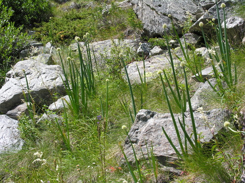 Allium altaicum (Altai onion) — photo
