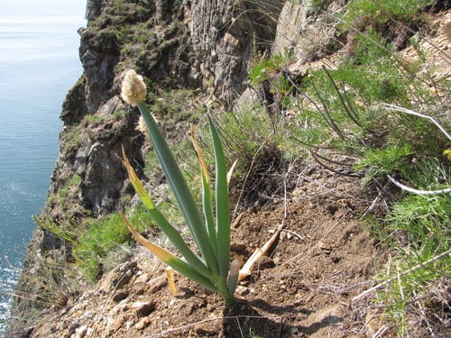 Allium altaicum