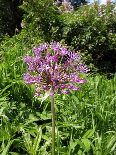 Allium altissimum (Tall onion) — photo