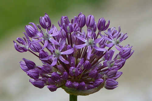 Allium altissimum (Tall onion) — photo
