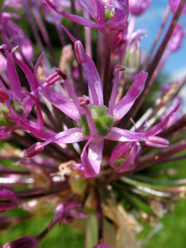 Allium altissimum