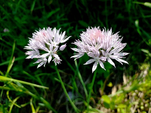 Allium altyncolicum (Blue spear chives) — photo