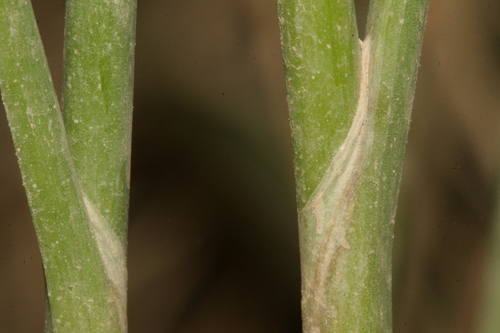 Allium amethystinum — photo