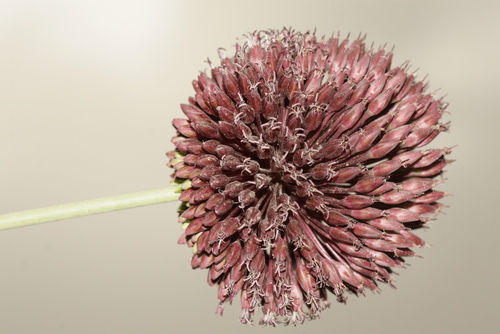 Allium amethystinum — photo