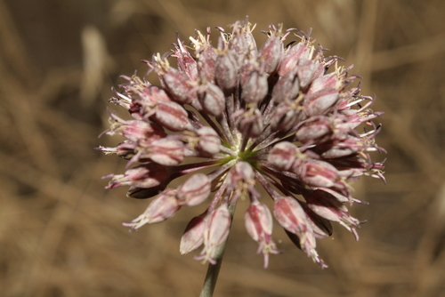 Allium amethystinum