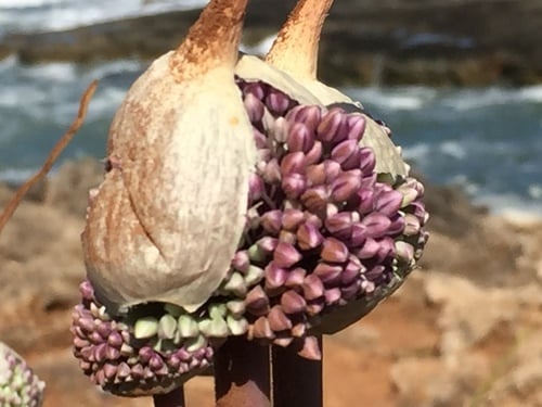 Allium ampeloprasum var. kurrat (Kurrat) — photo