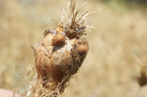Allium ampeloprasum var. kurrat