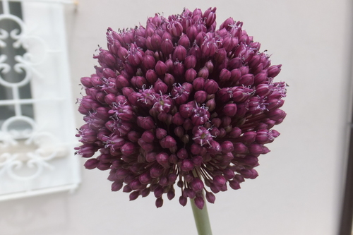 Allium ampeloprasum var. sativum (Pearl onion) — photo