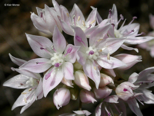 Allium amplectens (Desert chives) — photo