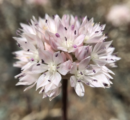 Allium amplectens (Desert chives) — photo
