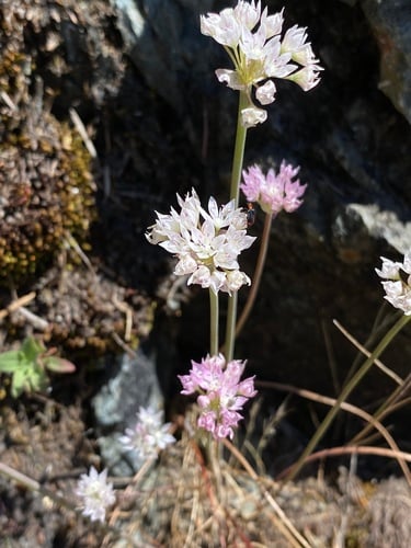 Allium amplectens