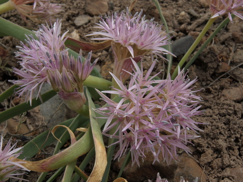 Allium anceps (Twinleaf onion) — photo