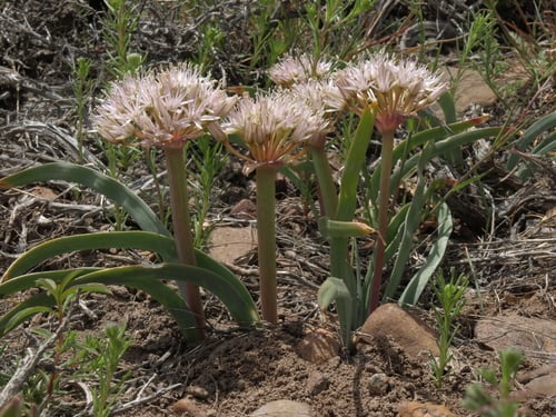 Allium anceps (Twinleaf onion) — photo