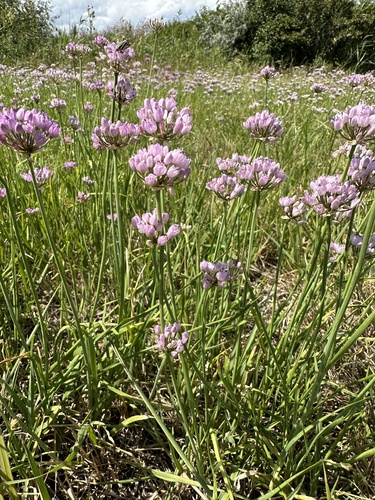 Allium angulosum (Mouse garlic) — photo