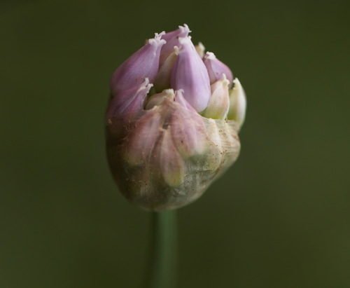 Allium angulosum (Mouse garlic) — photo