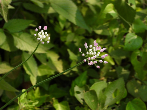 Allium anisopodium (Thread-leaf chive) — photo