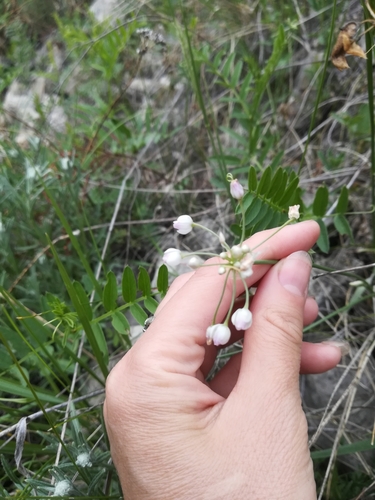 Allium anisopodium (Thread-leaf chive) — photo