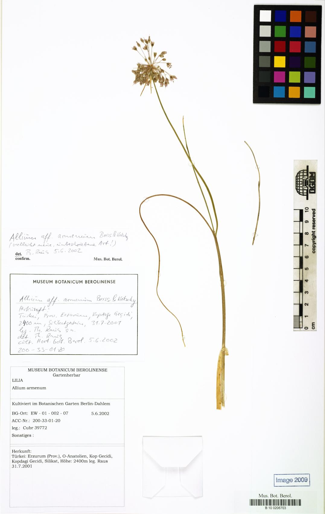 Allium armenum — photo