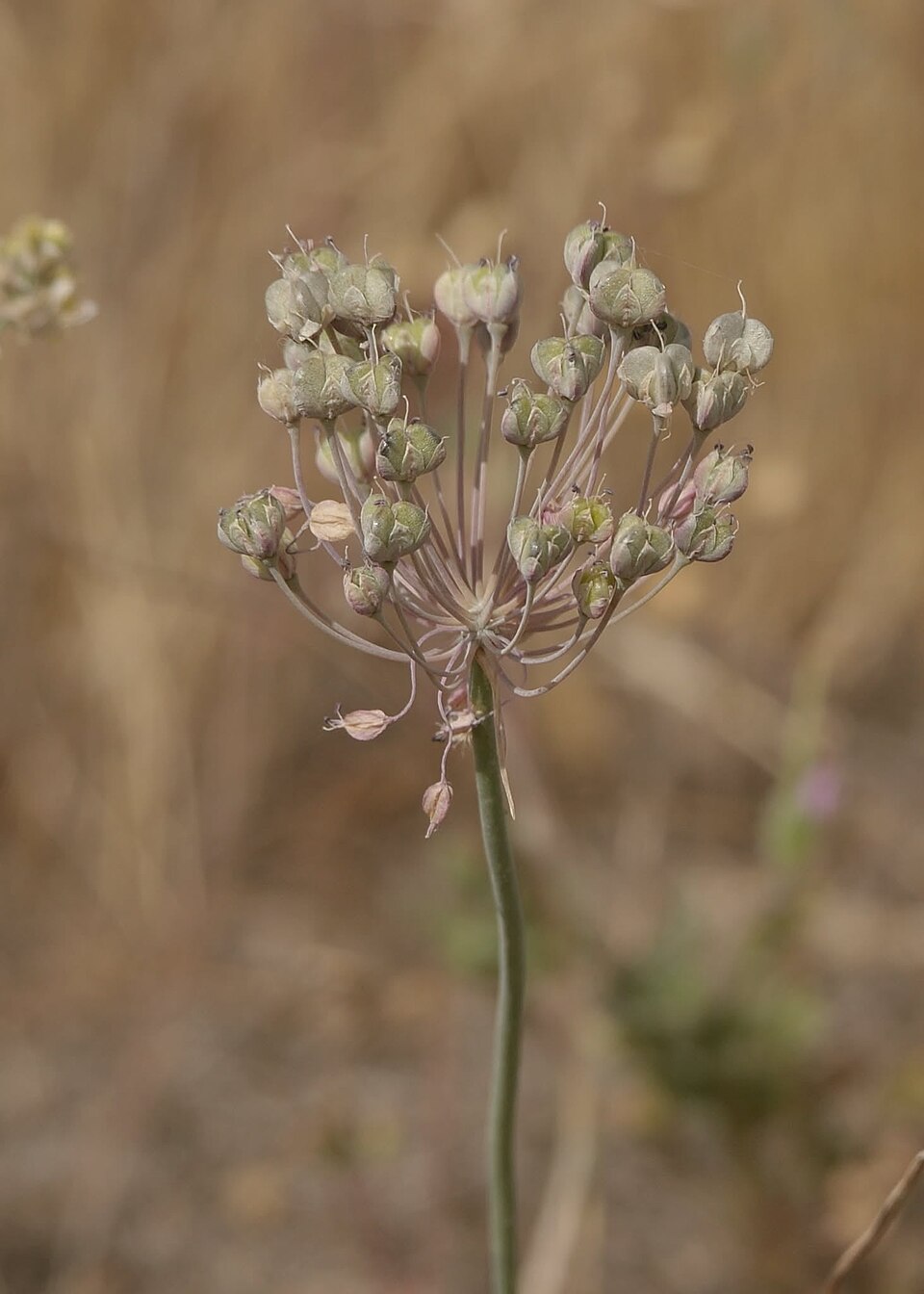 Allium armenum
